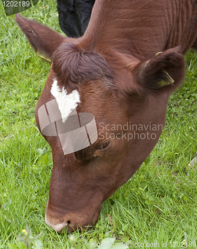 Image of Bull grazing