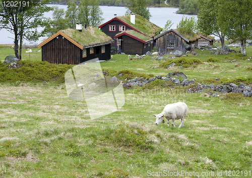 Image of Sheep grazing