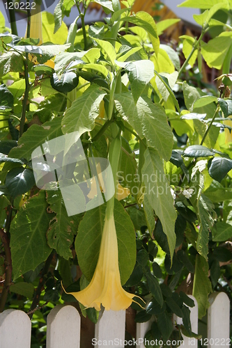 Image of Trumpet flowers