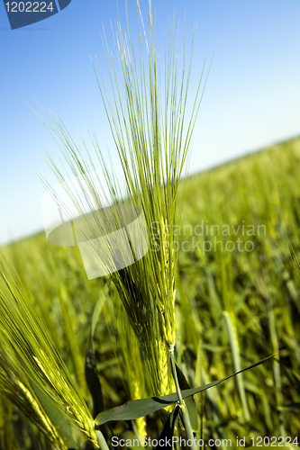 Image of Green ear of barley 