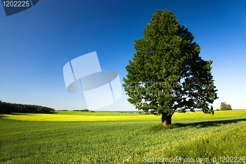 Image of Tree in an agricultural field
