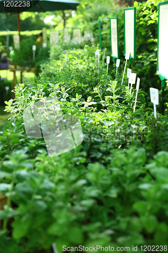 Image of Herbs on the market