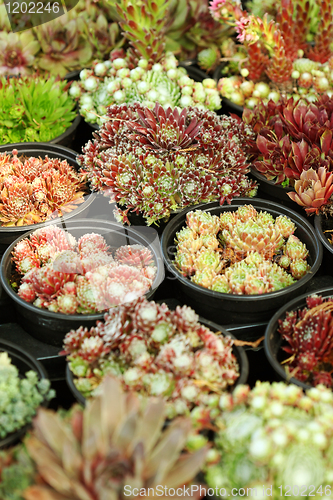 Image of Succulents for sale