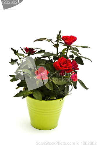 Image of Red roses