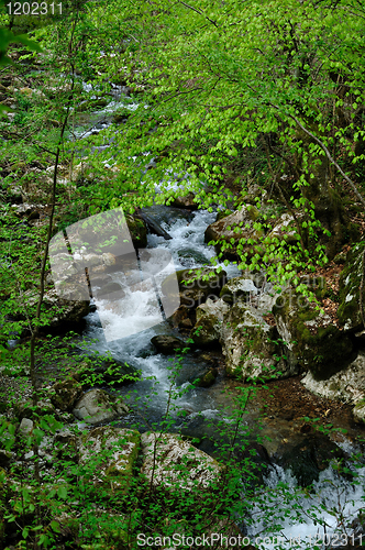 Image of Forest waterfall