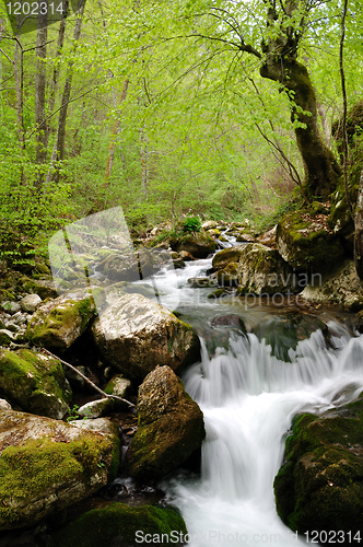 Image of Forest waterfall