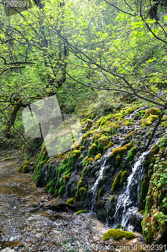 Image of Forest waterfall