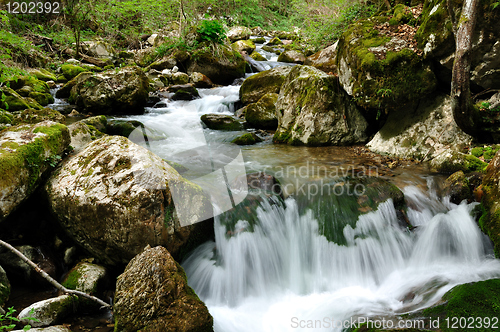 Image of Forest waterfall