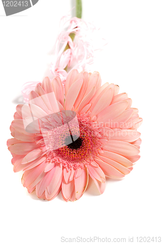 Image of Pink gerbera