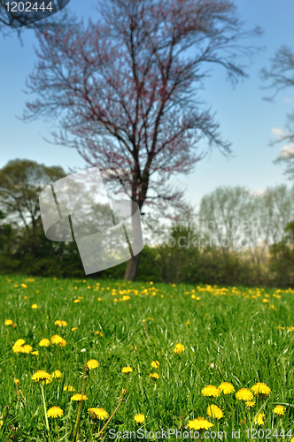 Image of Dandelions in park