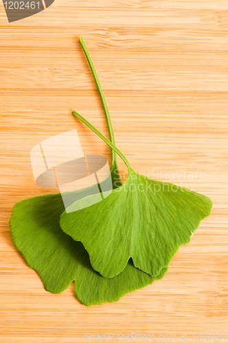 Image of Fresh Leaves Ginkgo On The Wood