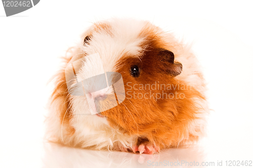 Image of long hair guinea pig