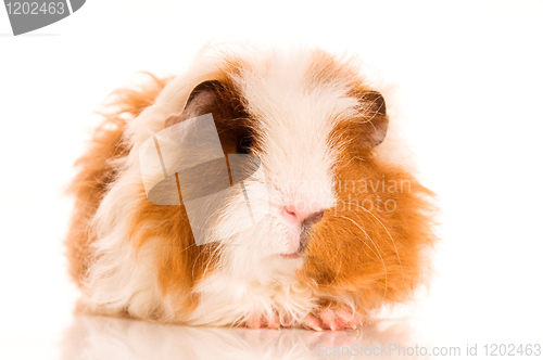 Image of long hair guinea pig