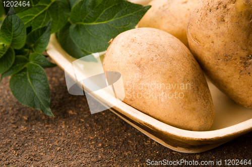 Image of New potato and green dill