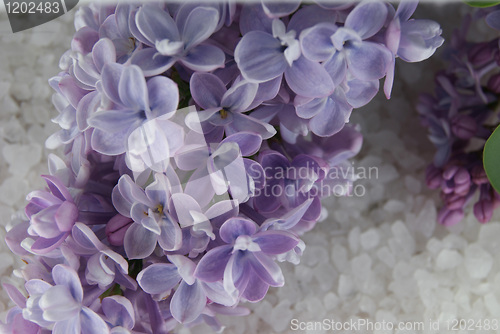 Image of Lilac in blossom on the sea salt