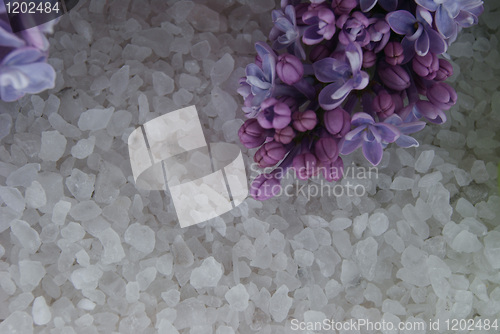 Image of Lilac bursting into blossom on the sea salt