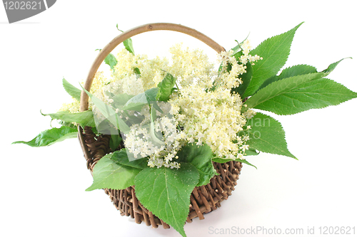 Image of Elderflower