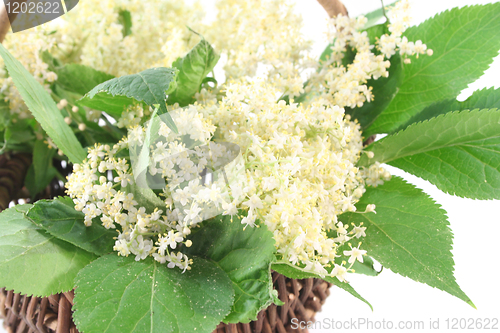 Image of Elderflower