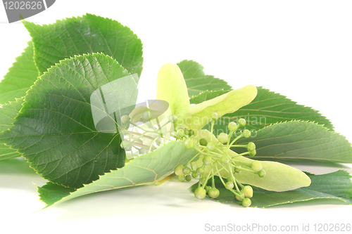 Image of Linden flowers