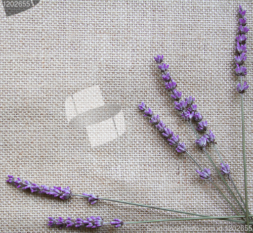 Image of Lavender flowers on sackcloth background 