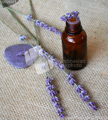 Image of Bunch of lavender flowers and bottle of essential oil on sackclo