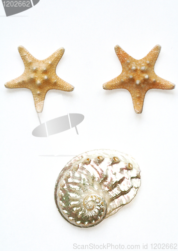 Image of Sea stars and seashell isolated on white 