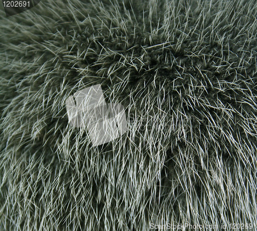 Image of The fur of a mink painted green colour can use as a background t