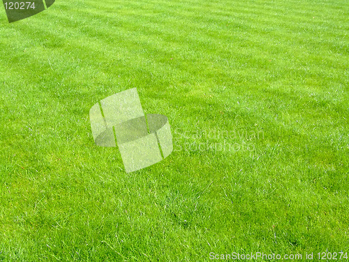 Image of New football grass