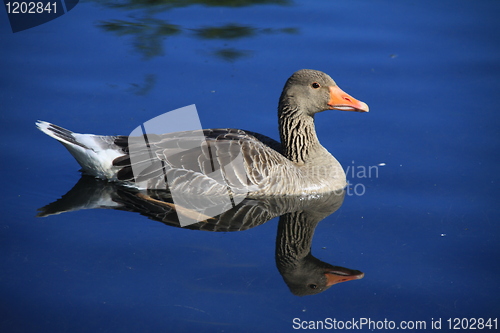 Image of Greylag goose