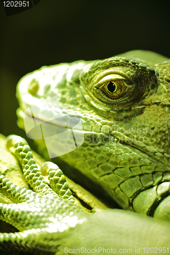 Image of green iguana