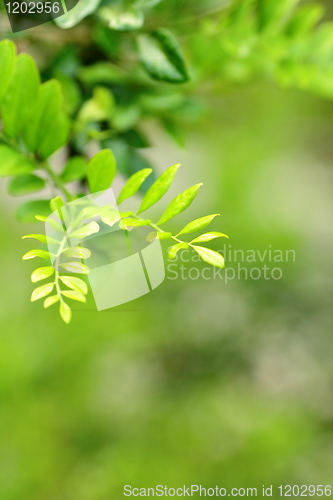 Image of leaf background