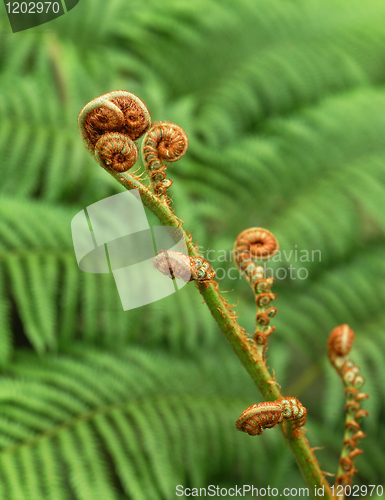 Image of Green plant