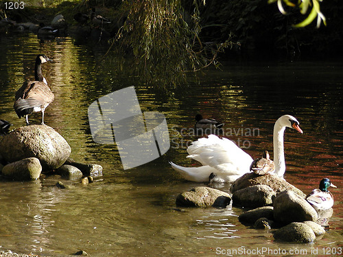 Image of WaterFowl