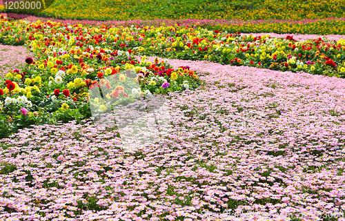 Image of flower field