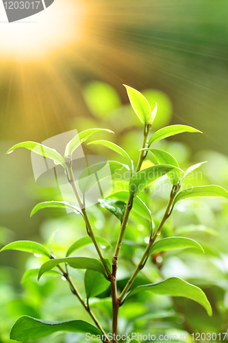 Image of fresh green plant with sun ray
