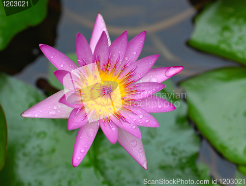 Image of lotus