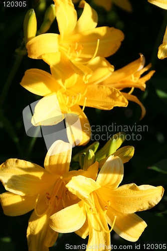 Image of Yellow lilies