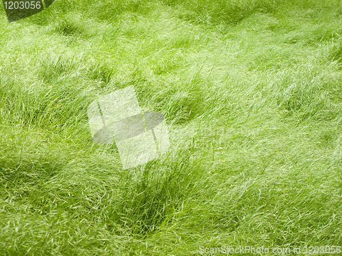 Image of Grass background.