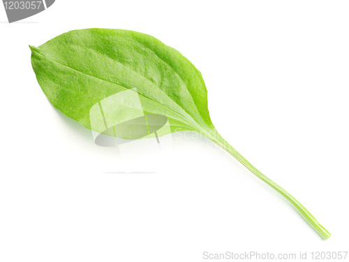 Image of Plantain leaf isolated on white background.