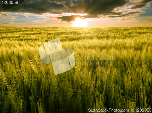 Image of Field and sun.