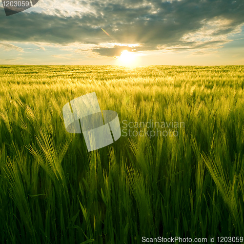 Image of Field and sun.