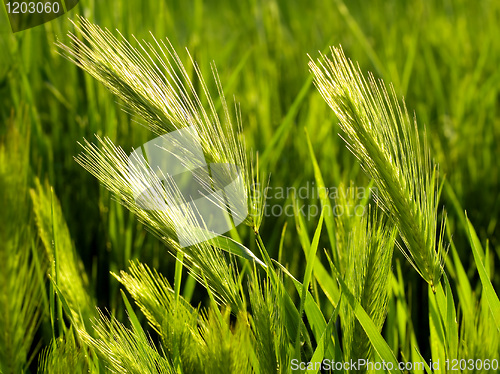 Image of Green ear.