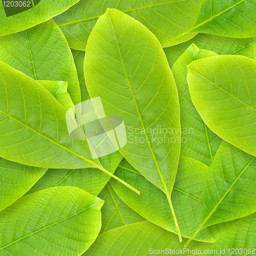 Image of Nutwood leafs seamless background.