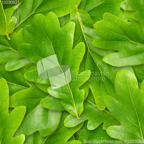 Image of Oak leafs seamless background.