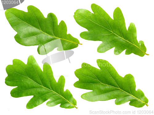 Image of Oak leafs.