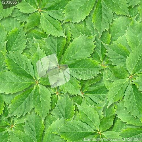 Image of Vine leafs seamless background.