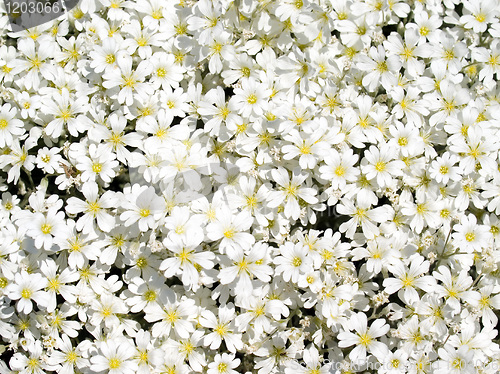 Image of White flowers.