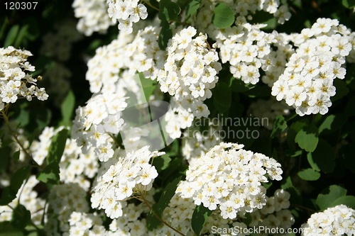 Image of Spiraea flowers