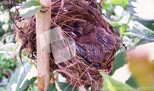 Image of Bird In Nest