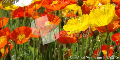 Image of Papavers